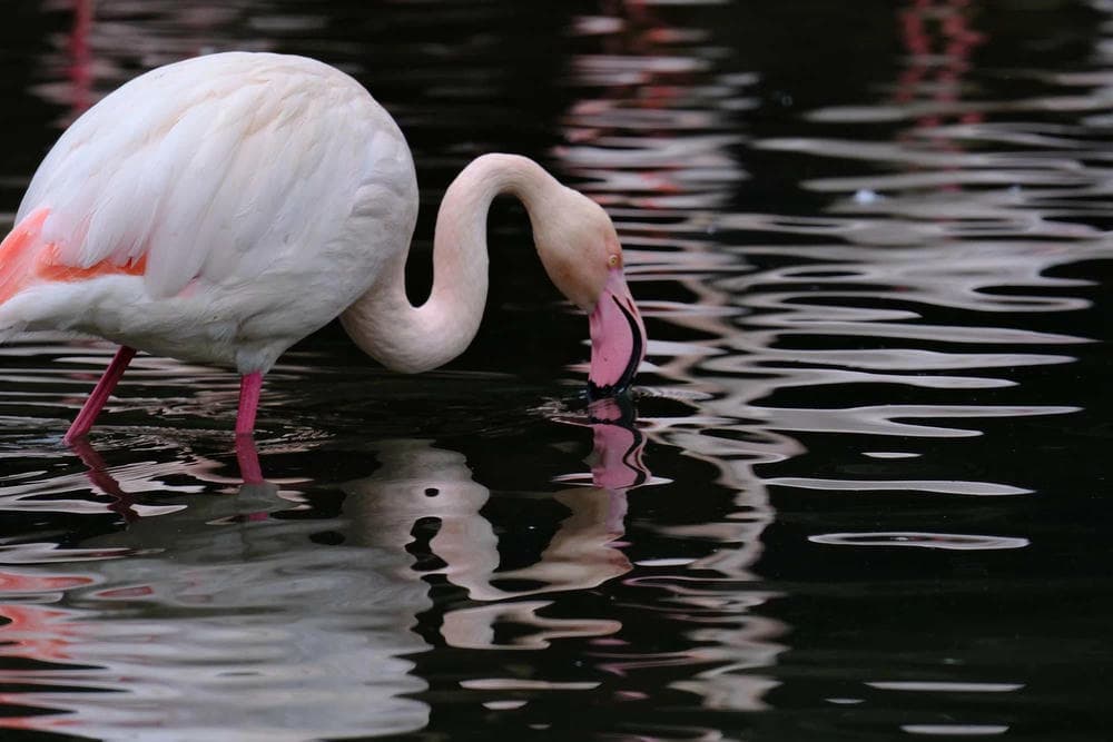 XF400mm_image_5